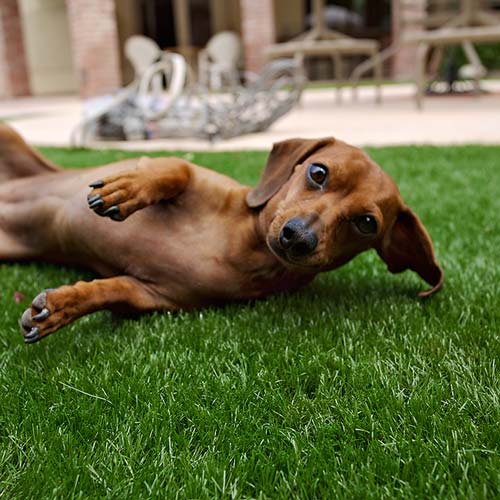 image of small dog on synlawn Ottawa artificial grass for pets