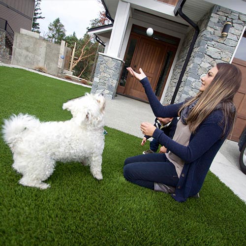 image of Pet friendly artificial grass for your furry friends available at SYNLawn Ottawa